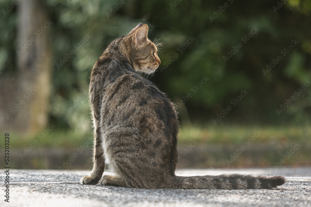Portrait of a brown striped cat sitting on a road and looking behind Portrait of a brown striped cat sitting on a road and looking behind