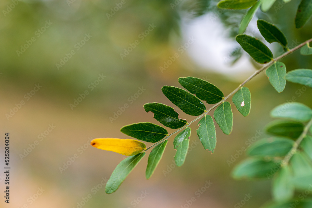 leaves on a branch leaves on a branch
