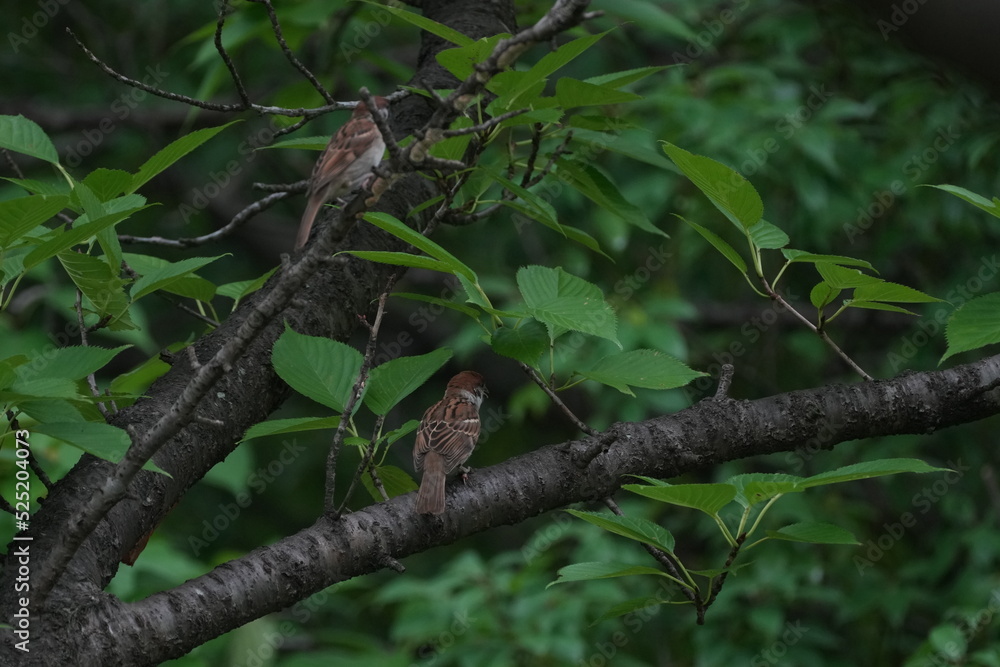 sparrow in a forest