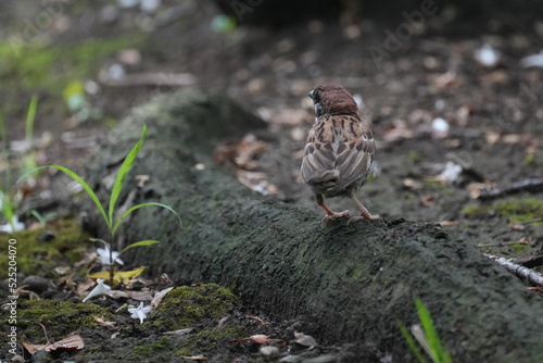 sparrow in a forest
