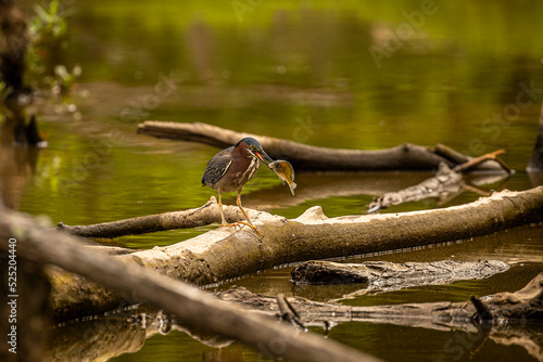 Green Heron fishing in a marsh in Virginia