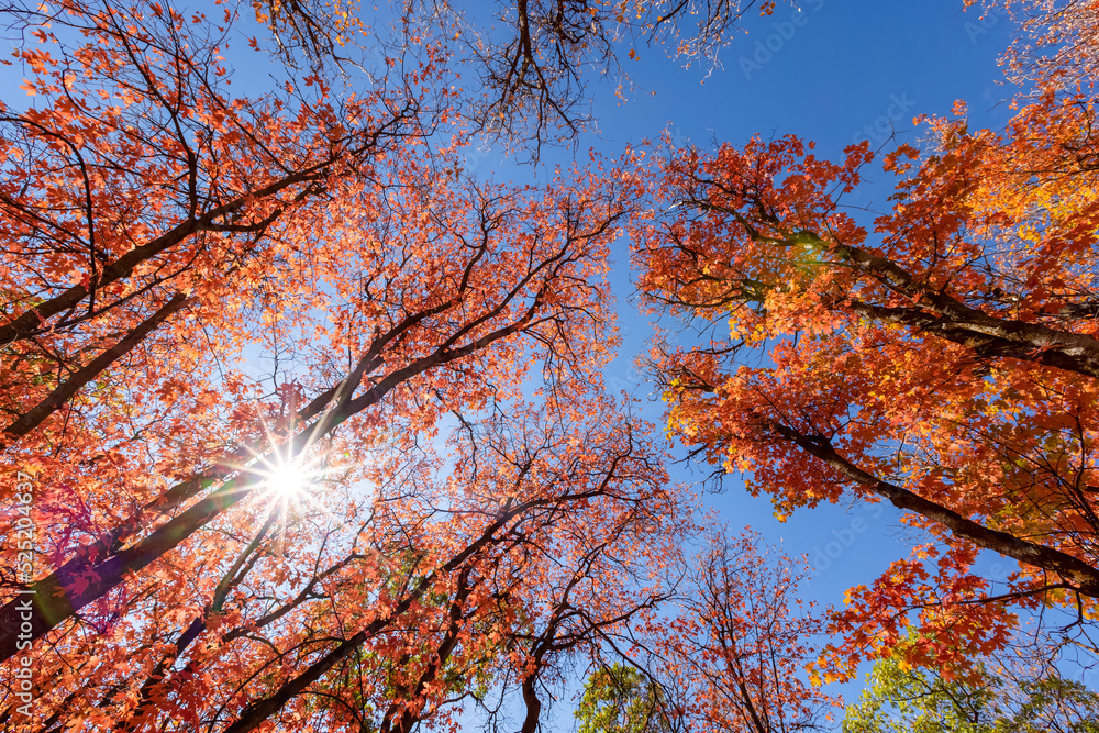 Tall colorful autumn trees reaching to blue sky Tall colorful autumn trees reaching to blue sky