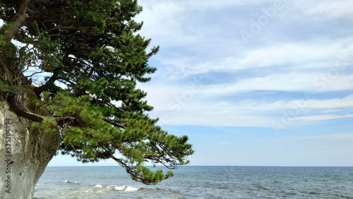 Fototapeta Naklejka Na Ścianę i Meble -  a tree by the sea