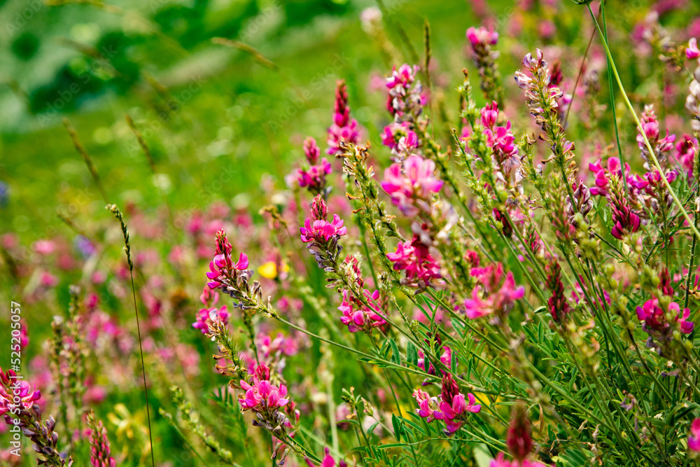 Pink wild flowers as background.