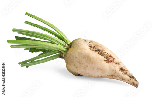 Freshly harvested sugar beet on white background