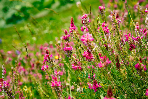 Pink wild flowers as background. © ARAMYAN