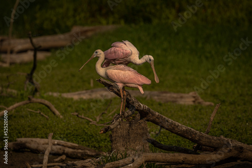 A pair of Roseate Spoonbills jockey for position on a snag
