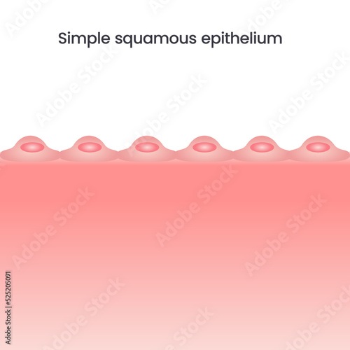 simple squamous epithelium vector illustration background