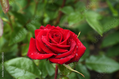 Fototapeta Naklejka Na Ścianę i Meble -  Beautiful red rose flower with dew drops in garden, closeup