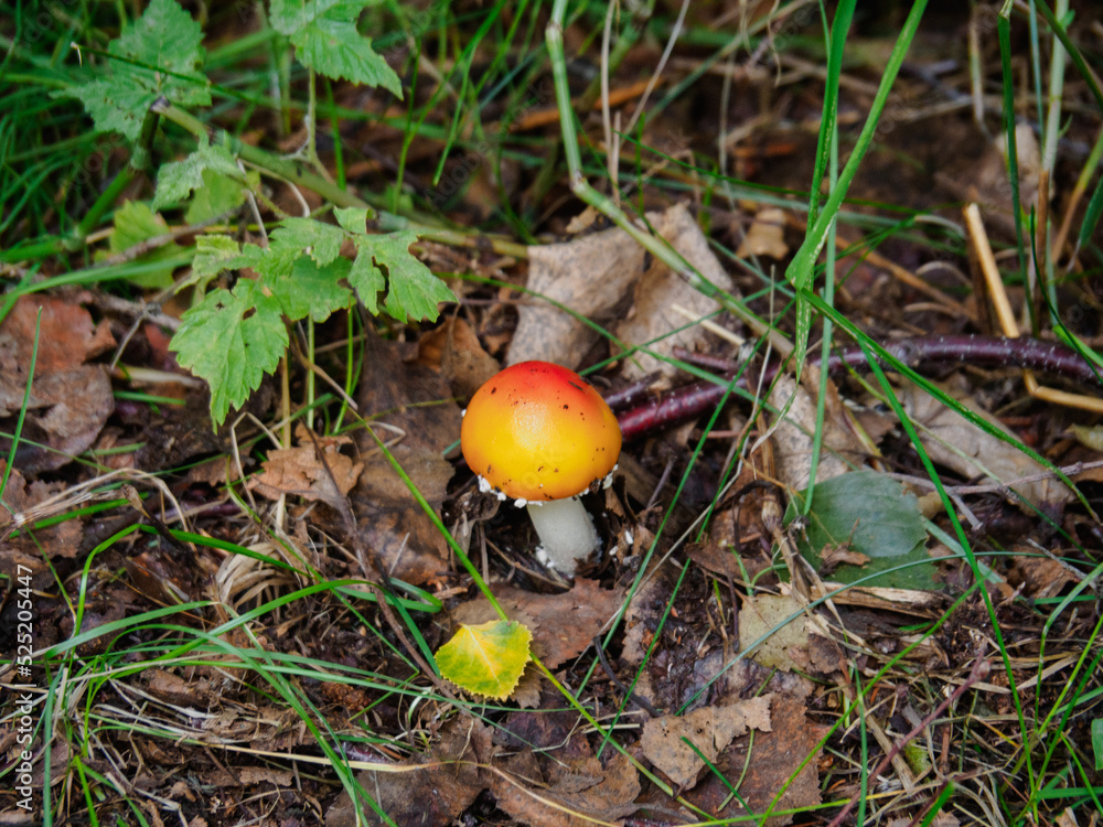 Mushroom on Trail path in Alaska Mushroom on Trail path in Alaska