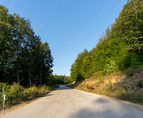 Igneada Demirkoy District road in forest. Turkey vacation destination road. © DRBURHAN