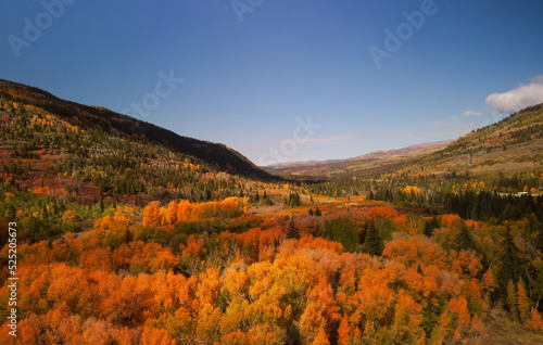 Aerial view of Bright autumn trees in Uinta Wasatch cache National forest, Utah.