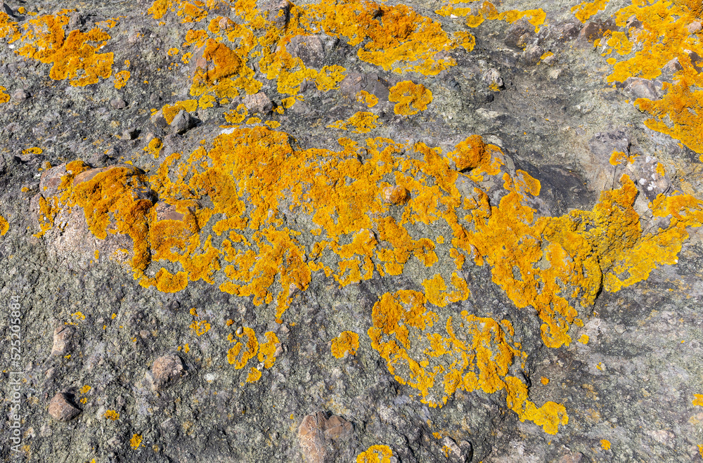 Orange lichen Caloplaca marina, on concrete