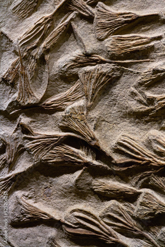 fossil texture