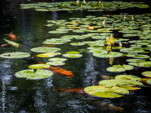 water lily in the pond 