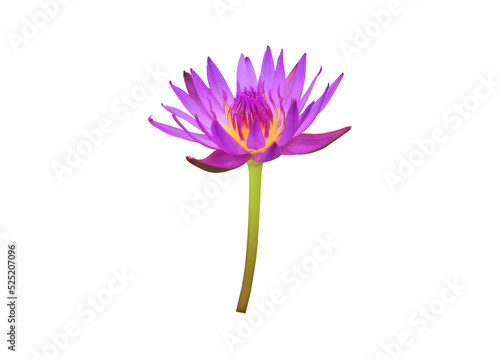 Isolated pink lotus or waterlily flower with clipping paths.