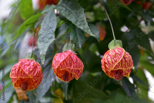 Lanterns in the Garden