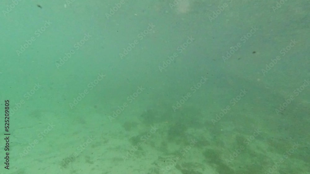 Underwater freshwater lake river spring scenery with grass and algae reflections and sun beams swimmers legs and snorkeling in Florida
Ichetucknee river fish and alligators Underwater freshwater lake river spring scenery with grass and algae reflections and sun beams swimmers legs and snorkeling in Florida
Ichetucknee river fish and alligators