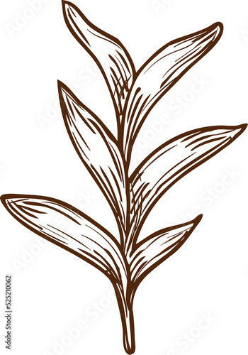 Garden sage isolated vector culinary herb sketch