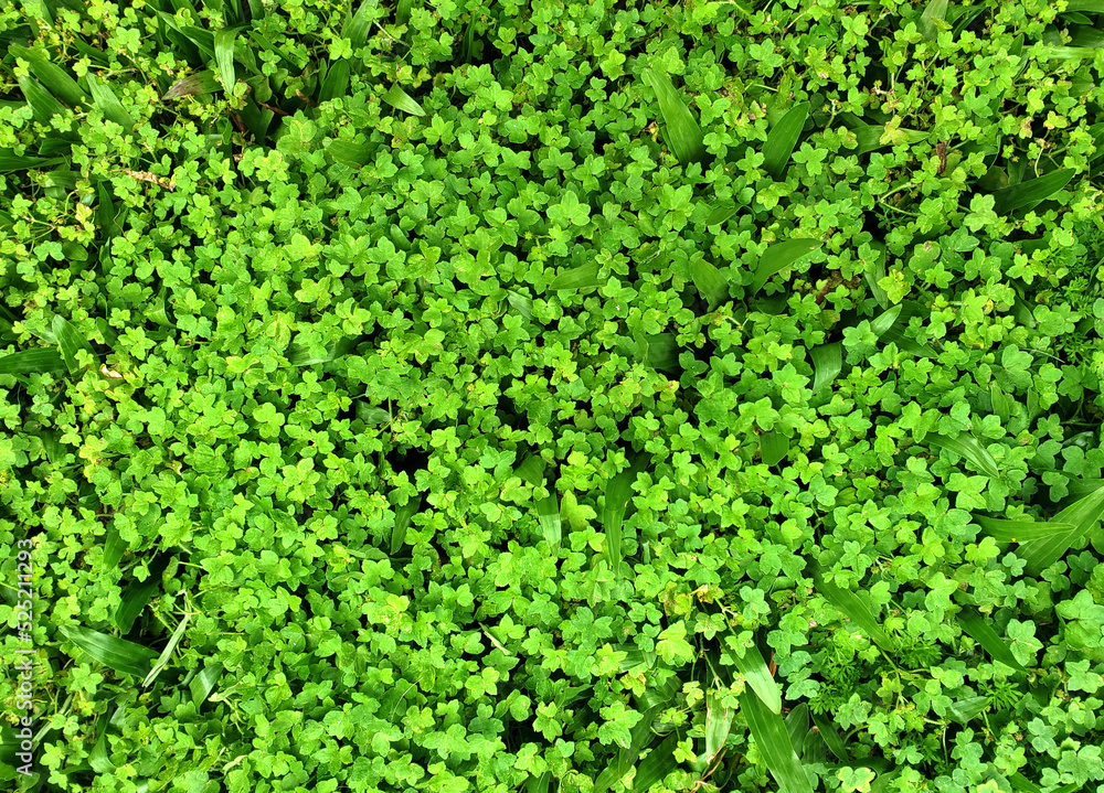 Green grass background. Ground with grass and leaves.
