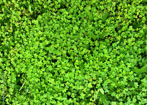 Green grass background. Ground with grass and leaves. 