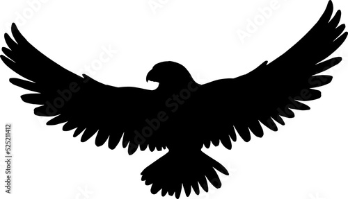 Falcon or eagle in fly isolated black hunting bird