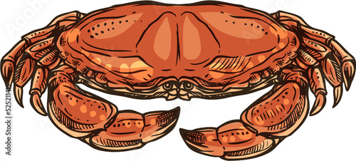 Marine crab vector isolated crustacean animal