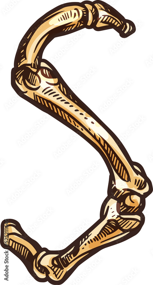 Obraz premium S letter alphabet sign of bones isolated vector