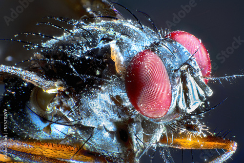 extreme close up of a fly with red eyes macro