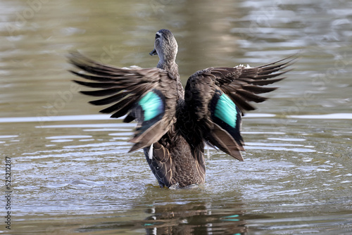 Australian Pacific Black Duck stretching wings