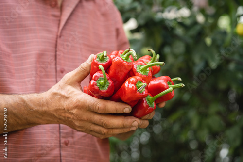 close up on hands of unknown man holding paprika red pepper ripe © Miljan Živković