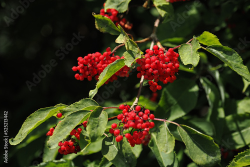 Red elderberry fruits on the tree.