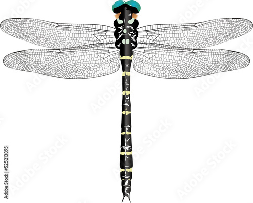 オニヤンマ oniyanma