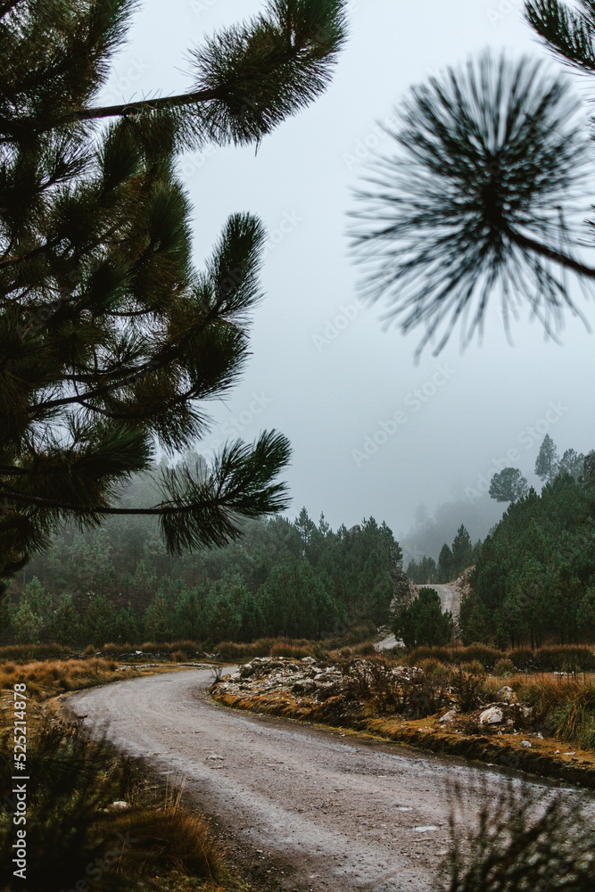 route between cloud forest in Huehuetenango with very tall pines route between cloud forest in Huehuetenango with very tall pines
