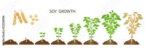 Soy beans growth stages. Vector soybean plants, sprout and seed on agriculture or farm field. Growing process phases of soya with green plants, leaves, flowers and legume pods, life cycle from seed photo