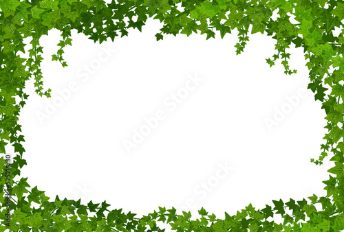Ivy lianas frame, vector border with climbing vines, green leaves of creeper plant foliage. Decorative empty background with ivy lianas branches on garden wall, isolated realistic 3d leaves