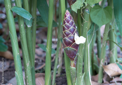 Zingiber cassumunar Roxb, Phli herb flower flowers from underground rhizomes Long oval shape, tightly stacked like fish scales, purple with green margins, with 1 small flower, white and yellow. photo