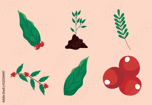 coffee beans and leaves