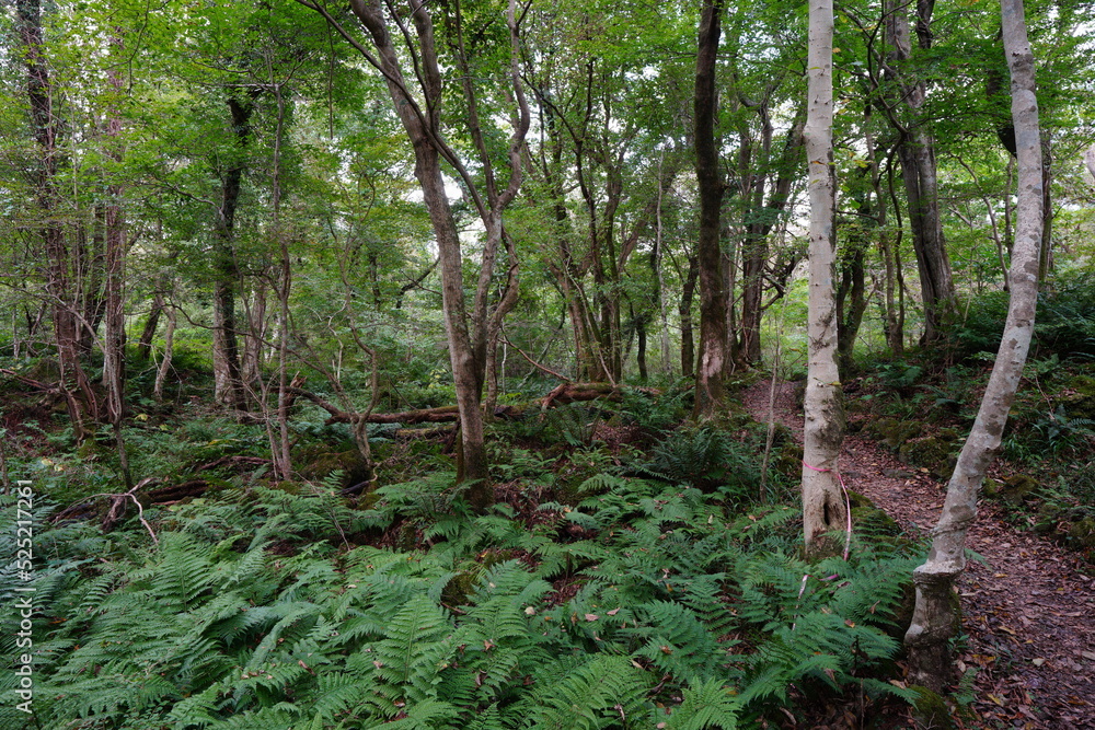 Obraz premium fine autumn forest with old trees and fern