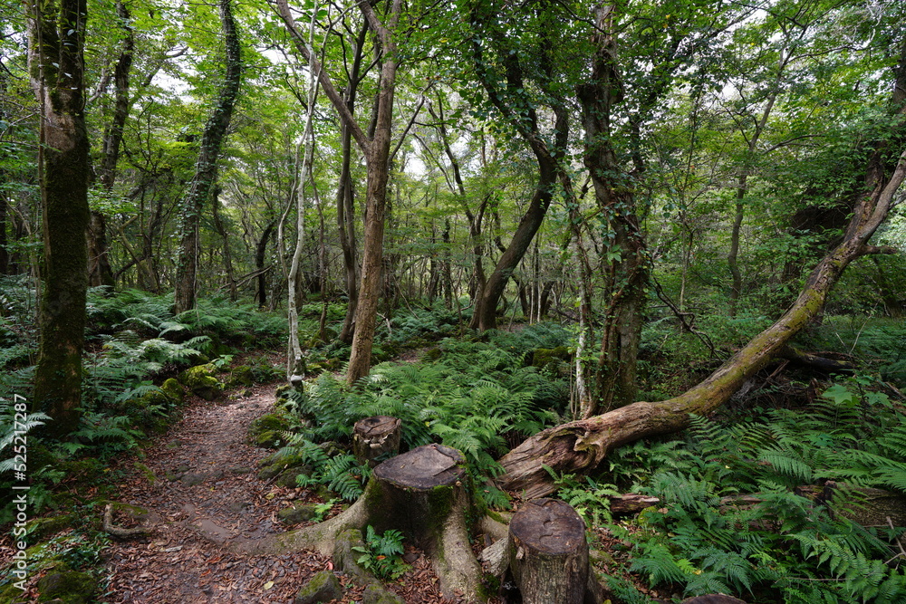 autumn forest path through old trees and fern autumn forest path through old trees and fern