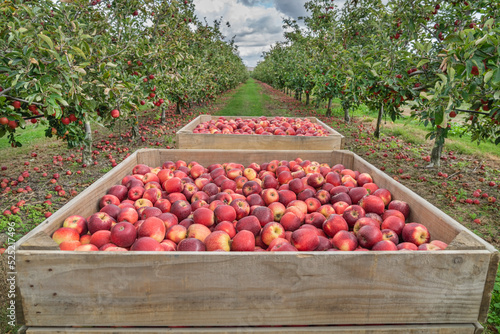 Apple Harvest on a farm in Hawke's Bay, New Zealand. photo