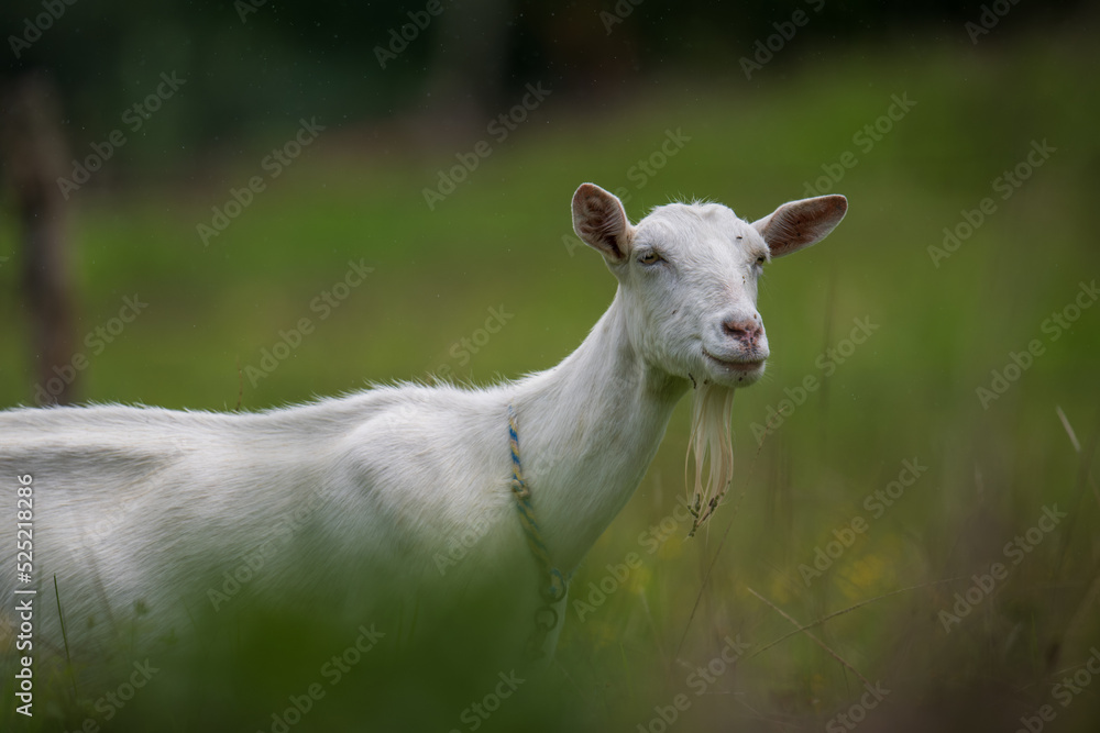 Obraz premium goat in the meadow on a rainy day