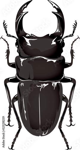オオクワガタgiant stag beetle