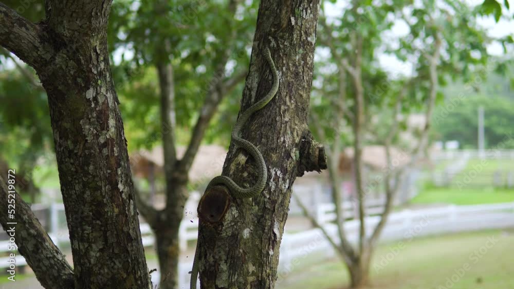 Handheld medium shot tilting up to follow a small snake crawling up a tree. Handheld medium shot tilting up to follow a small snake crawling up a tree.