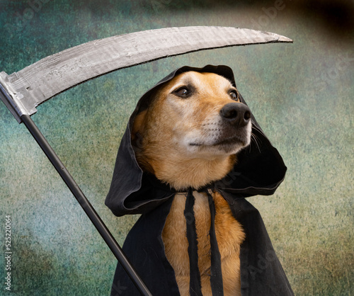 Dog dressed in black cape with hood and scythe