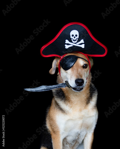 Dog with pirate hat and patch holding a knife with his mouth
