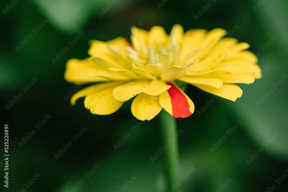 Yellow Zinnia with Red Stripe on Flower Petal Yellow Zinnia with Red Stripe on Flower Petal