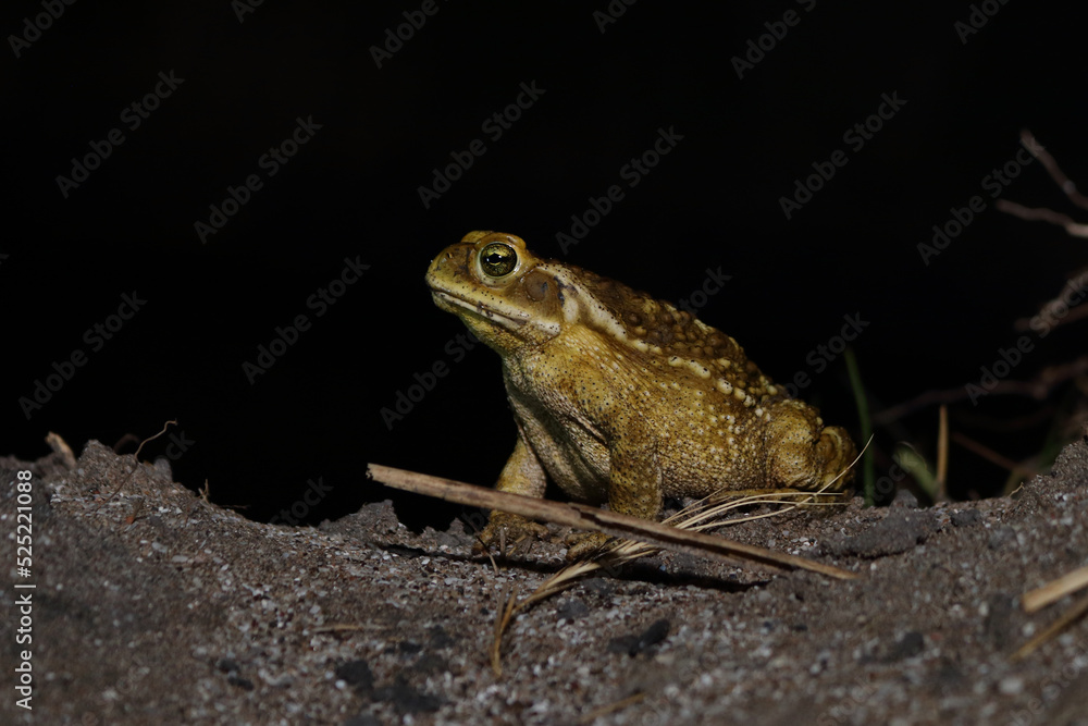 Fototapeta premium frog on the ground
