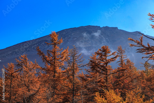 When you look at the colored conifers at the 5th station in autumn, you can see the top of Mt. Fuji beyond it.