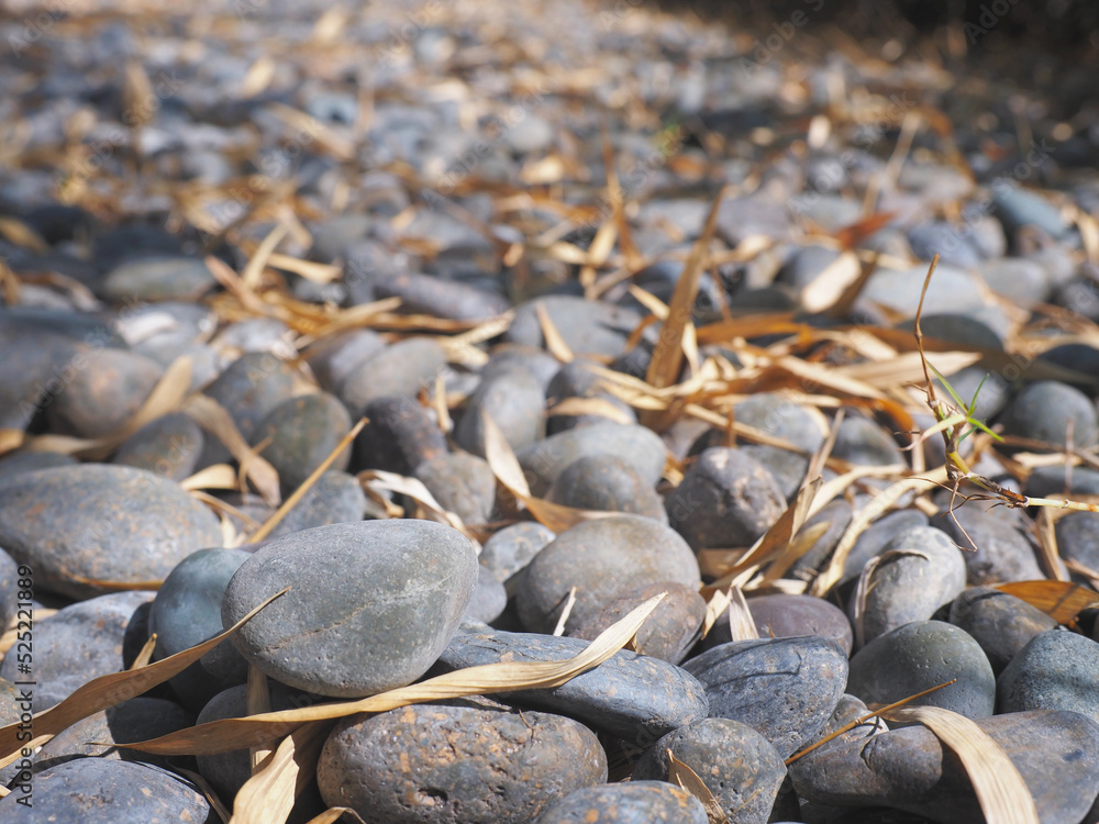 Grey gravel and dry leaves falling under bamboo trees. Grey gravel and dry leaves falling under bamboo trees.
